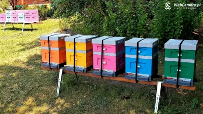 Zdjęcie do artykułu 8 sierpnia - Wielki Dzień Pszczół. Odwiedziliśmy pasiekę z kamerą na żywo