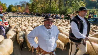 Zdjęcie do artykułu REDYK - górale, owce i muzyka – niezwykły powrót z hal, który trzeba zobaczyć!
