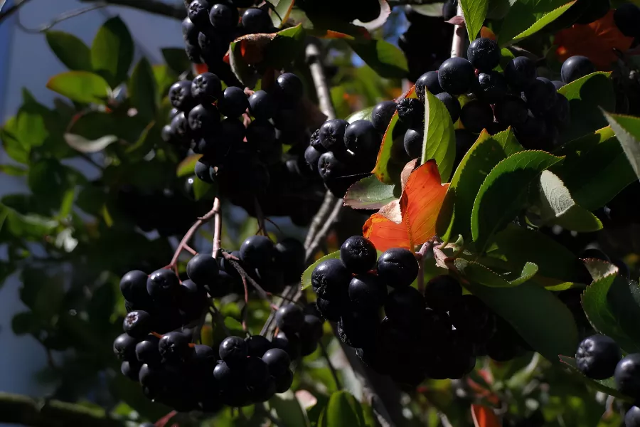 Aronia czarna – zdrowy krzew owocowy o wyjątkowej odporności i wysokiej wartości odżywczej