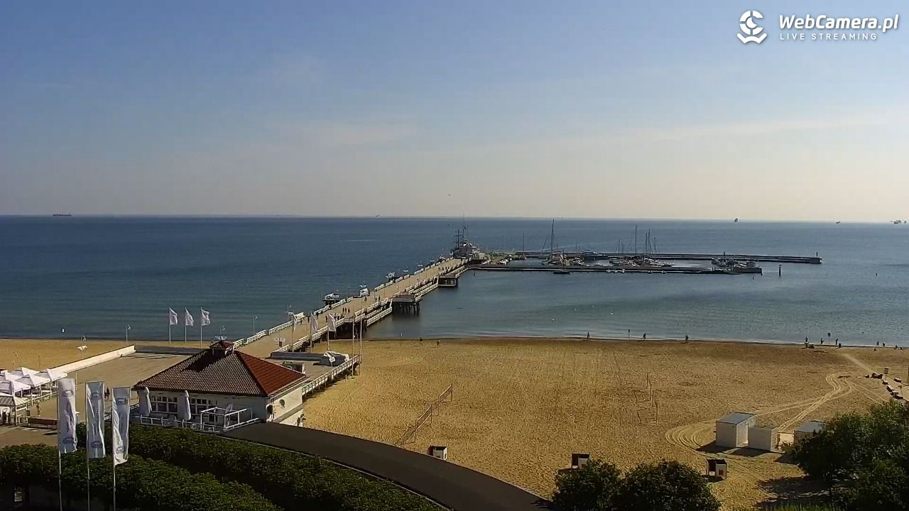 Pies na plaży