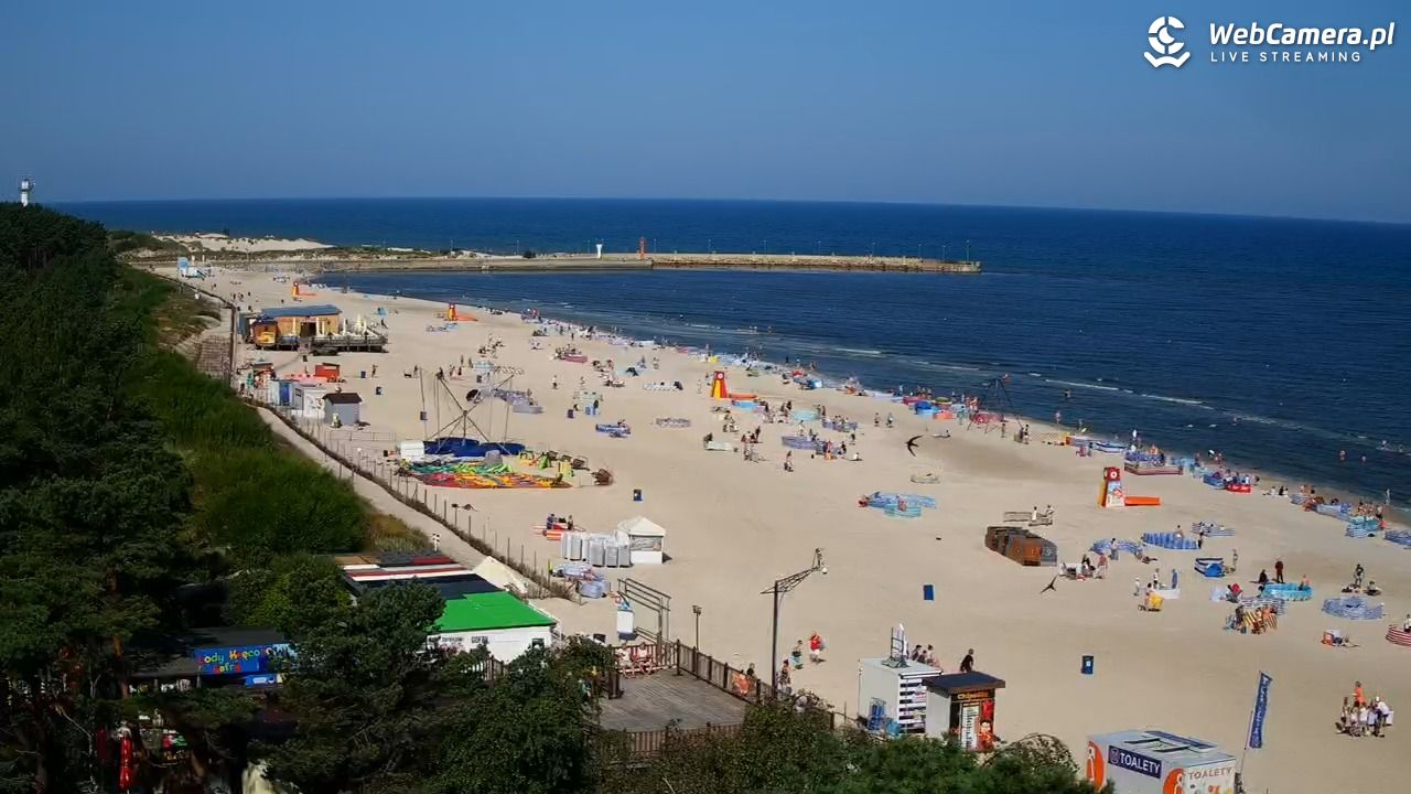 Pies na plaży