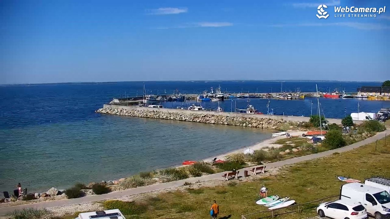Pies na plaży
