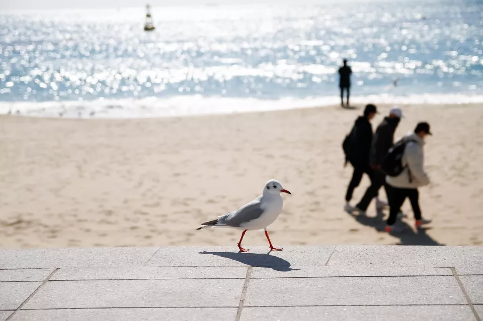 Plaża z mewą