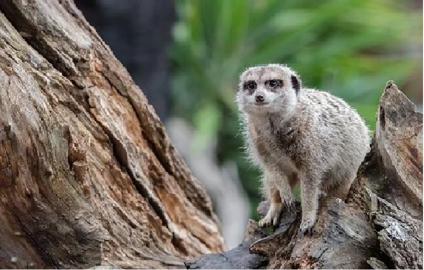 Surygatki, alpaki, konie, kozy i inne zwierzęta odwiedzisz w Mini zoo